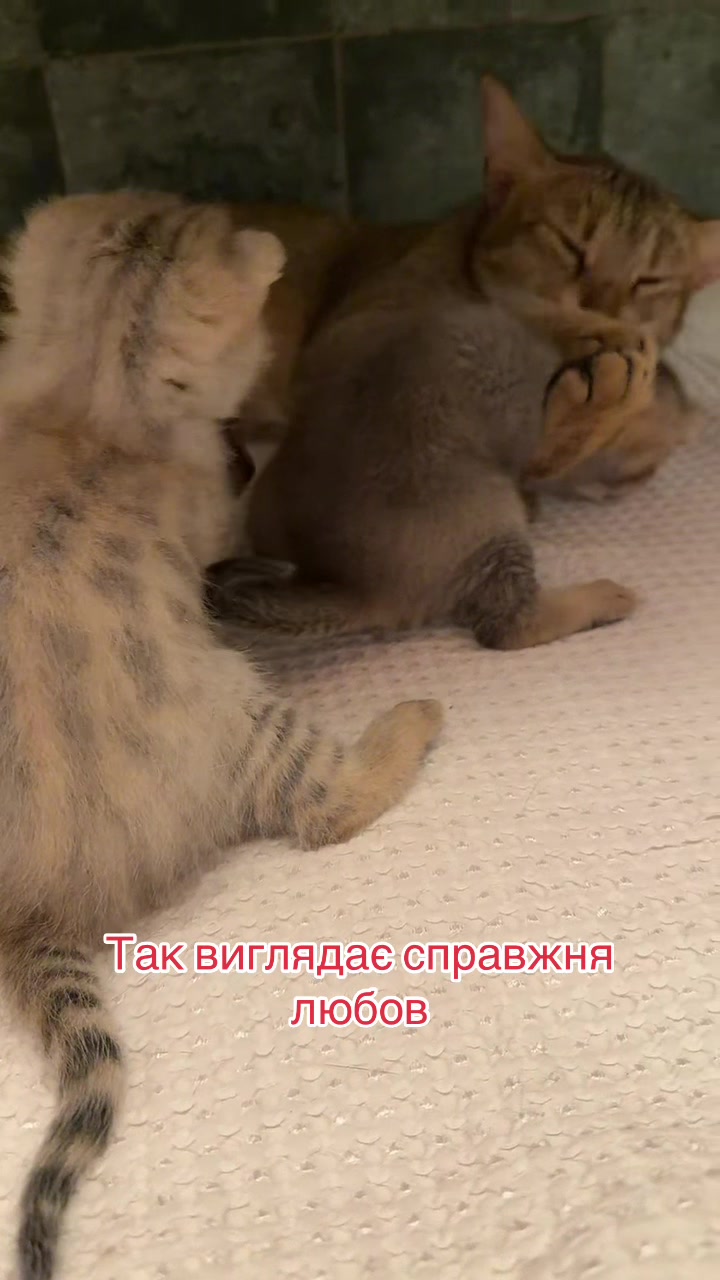 @Рись