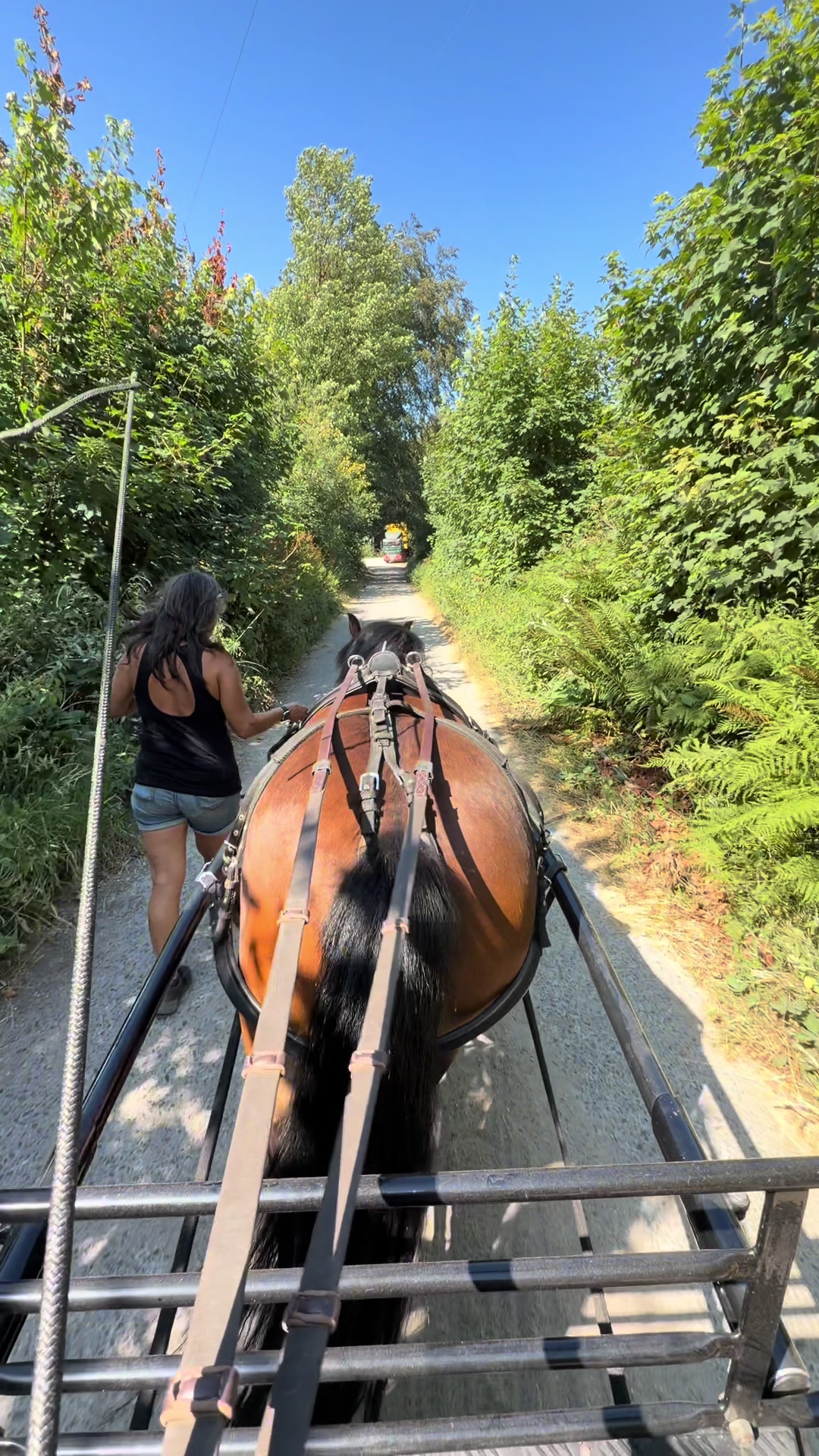 @Dartmoor Carriages