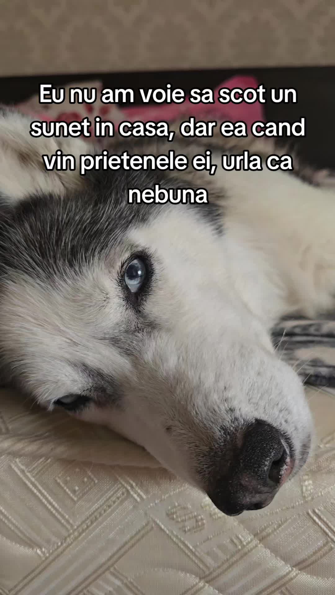 @Timeya