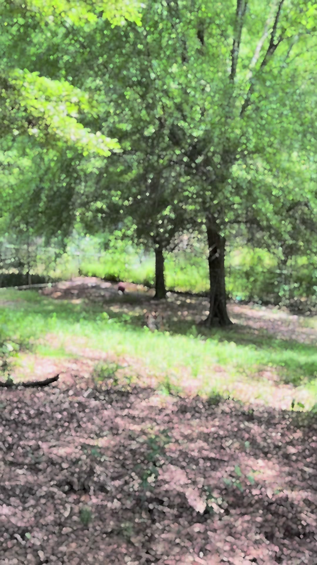 @Cedarhill Animal Sanctuary