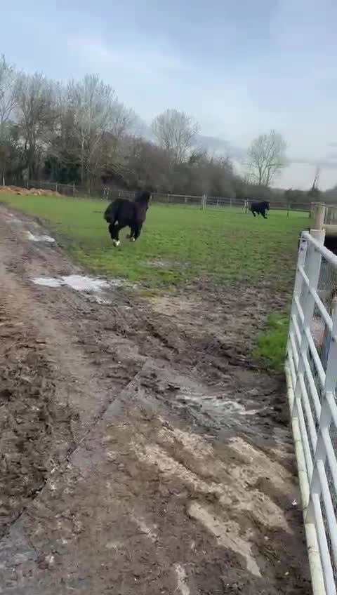 @Alfiepony