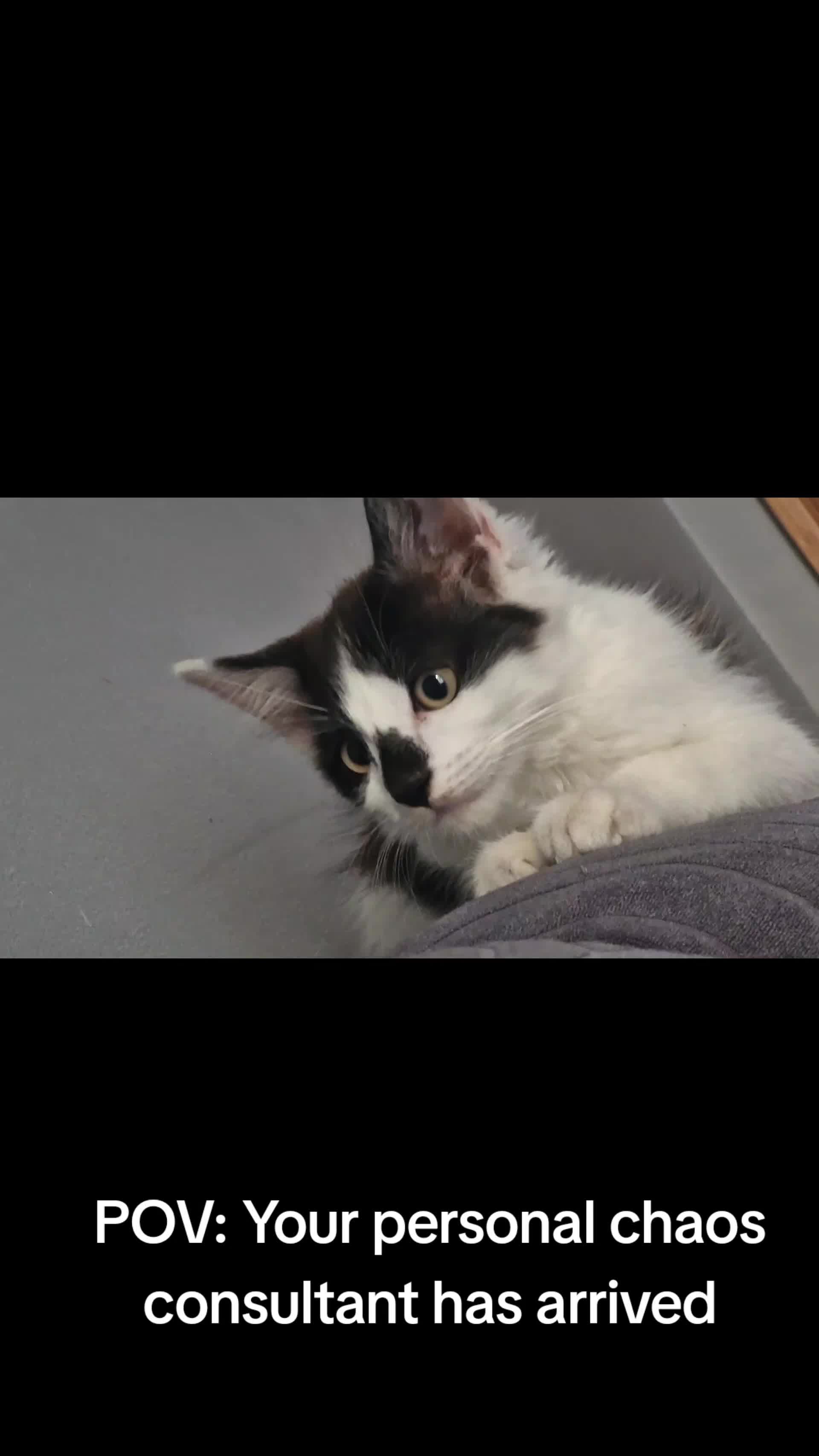 @sk cat mummy