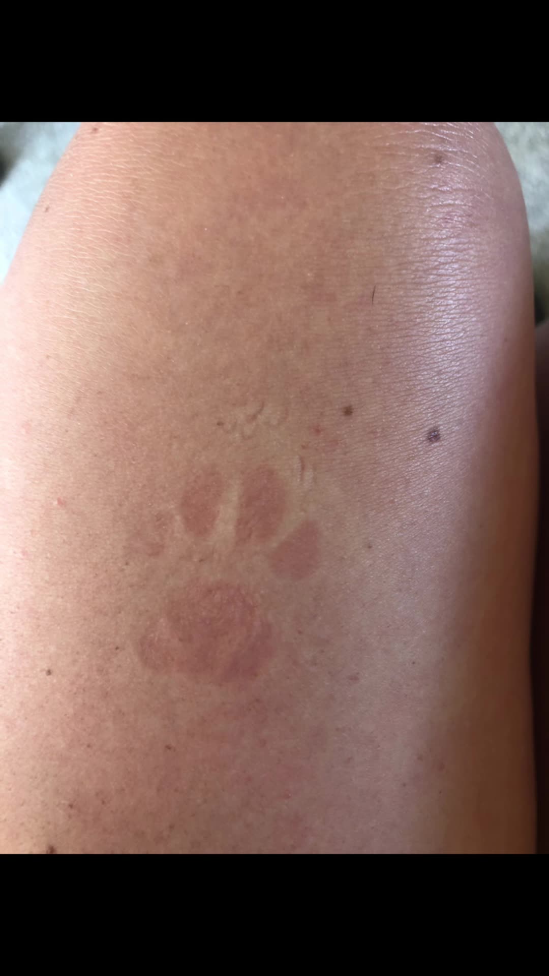 @Coco_bean🐾