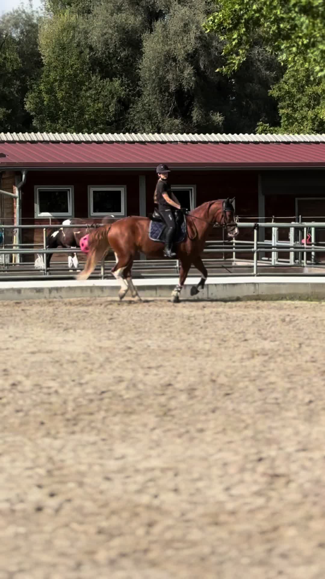 @_.coldblood.dressage_
