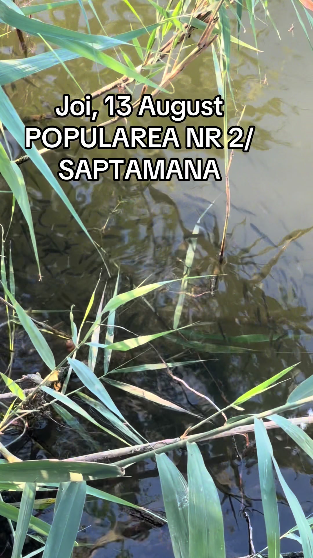@Balta Sultan -Calarasi