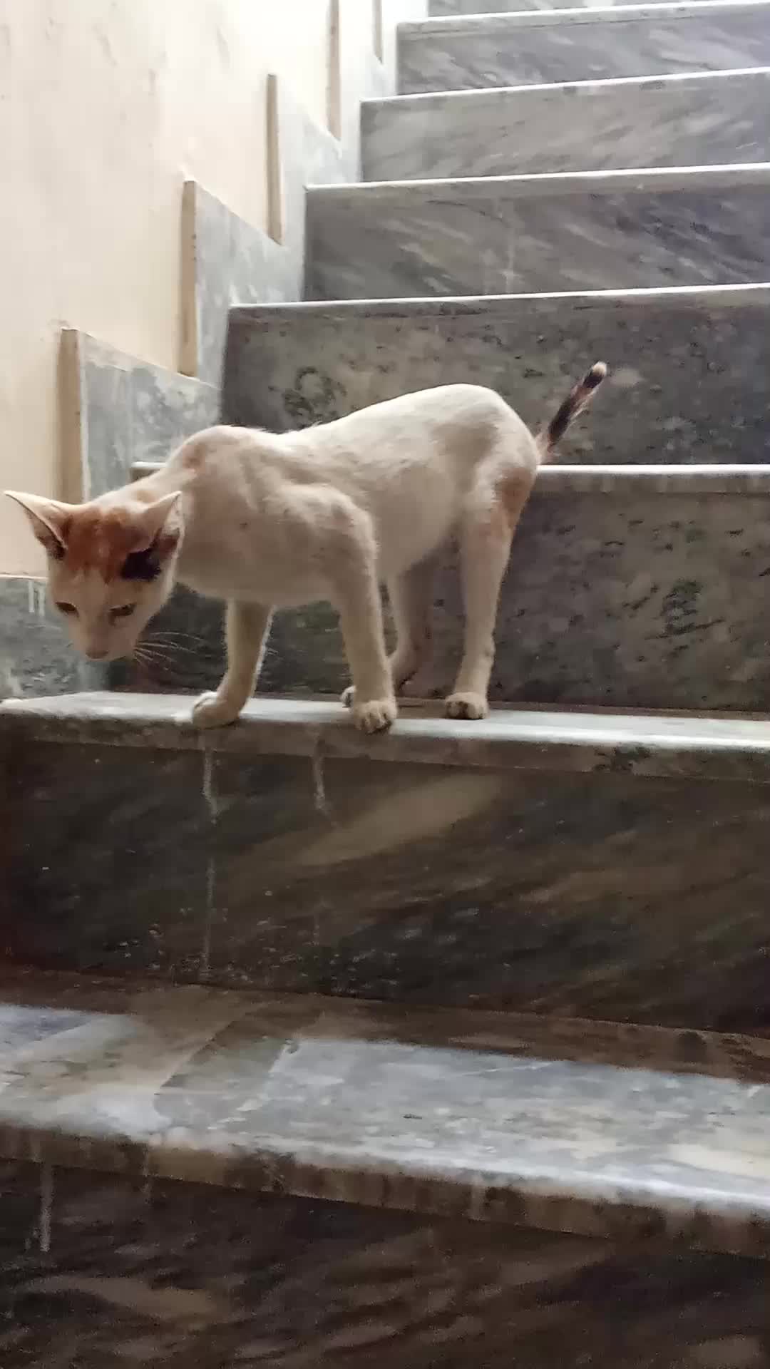 @cutecatlover8172