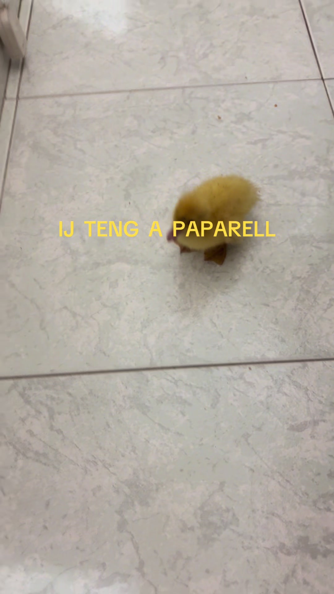 @𝓒𝓮𝓽𝓽𝔂