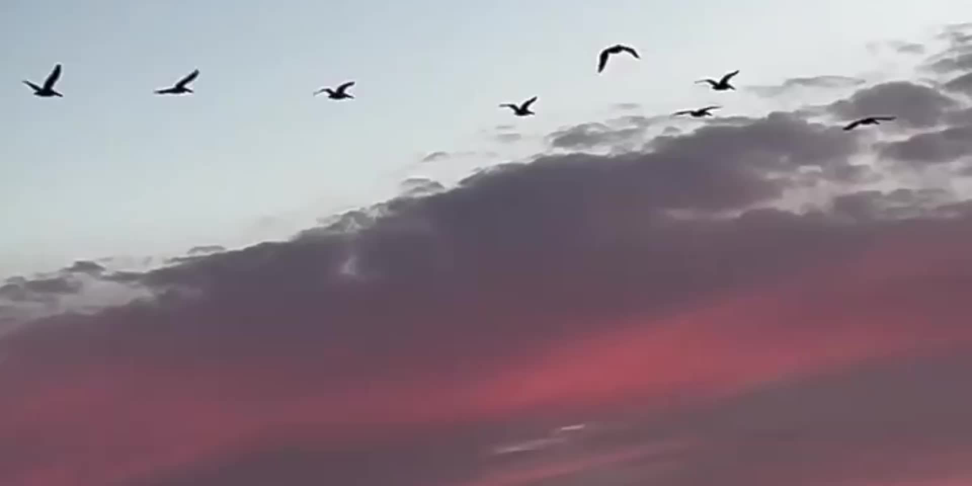 @ʟᴏꜰɪ ᴅʀᴇᴀᴍꜱ