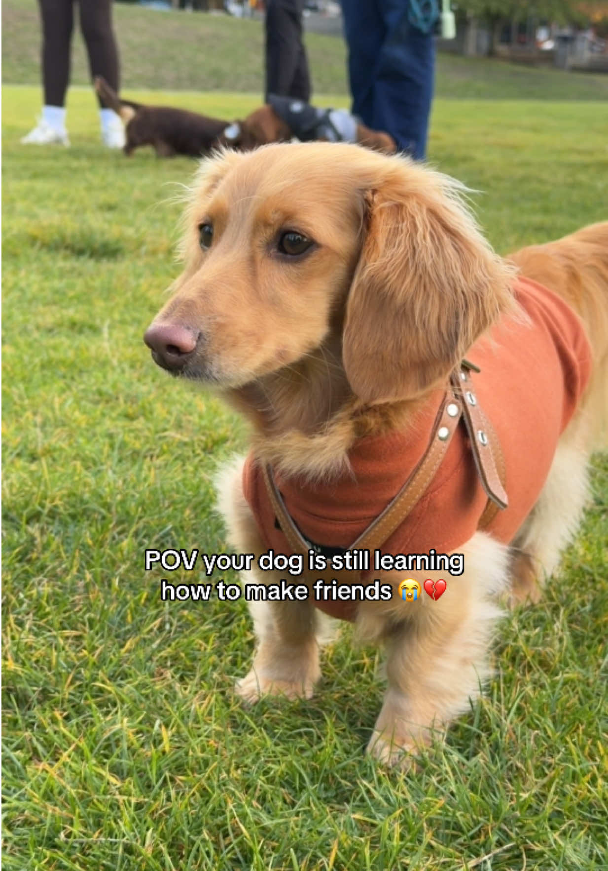 @cashewdachshund