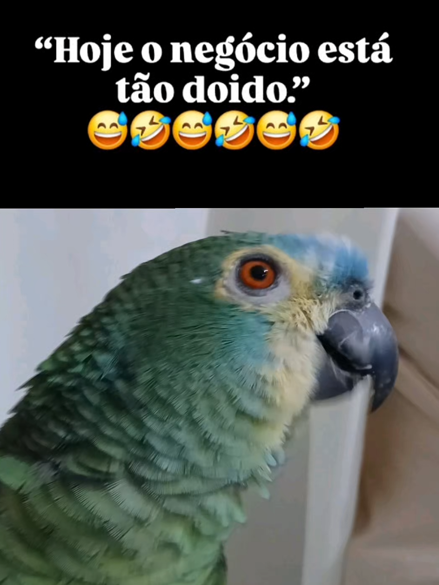 @Papagaio Chico🌽🦜