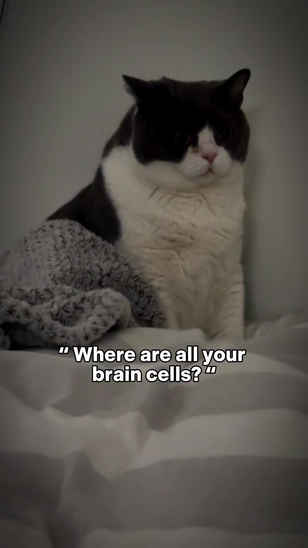 @Emojithecat