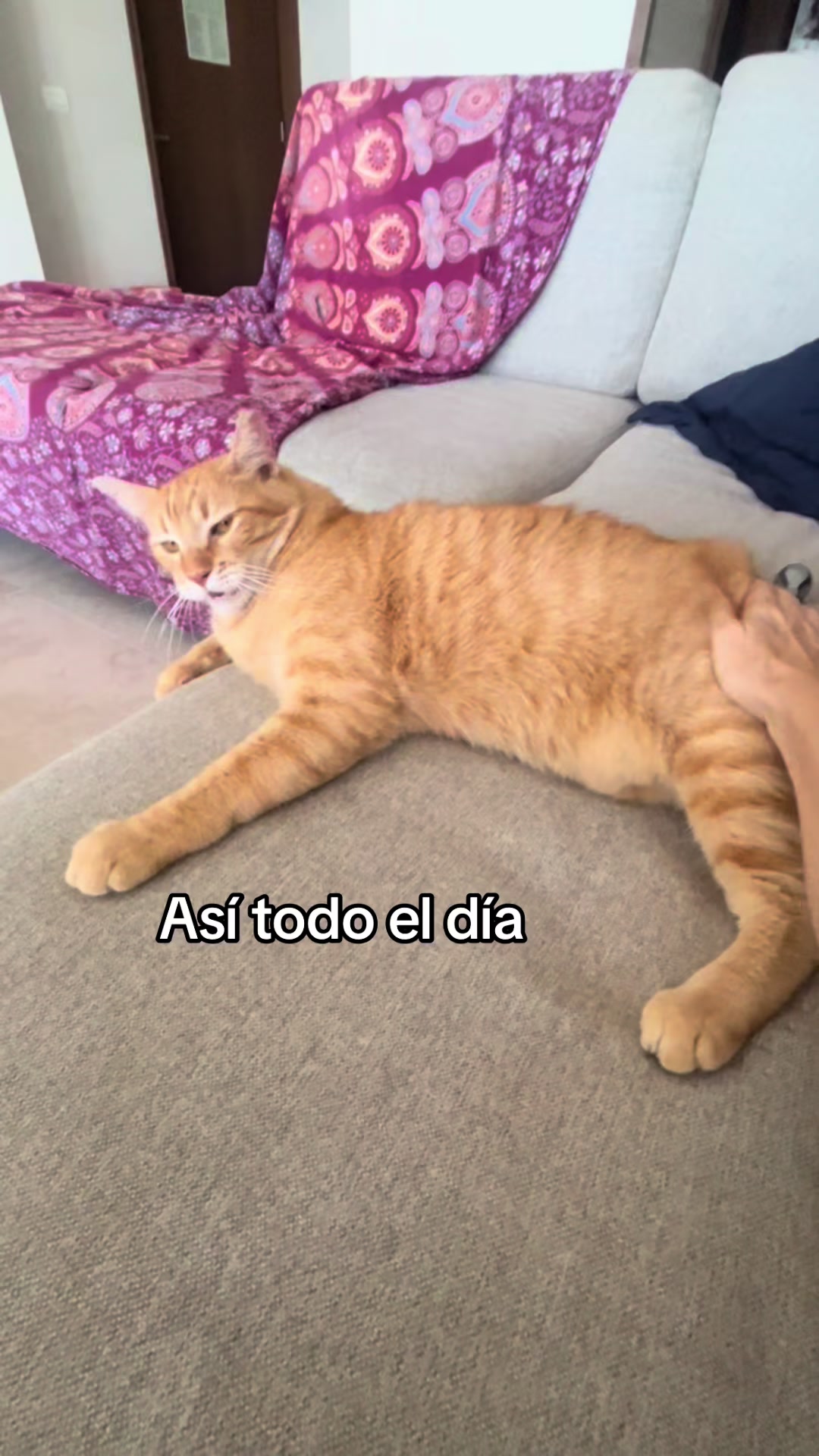 @iaia75