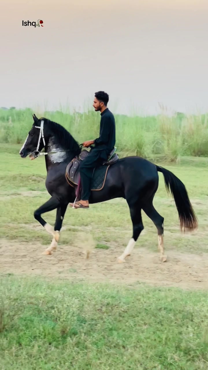 @Ch Hammad bokan ♥️🐎