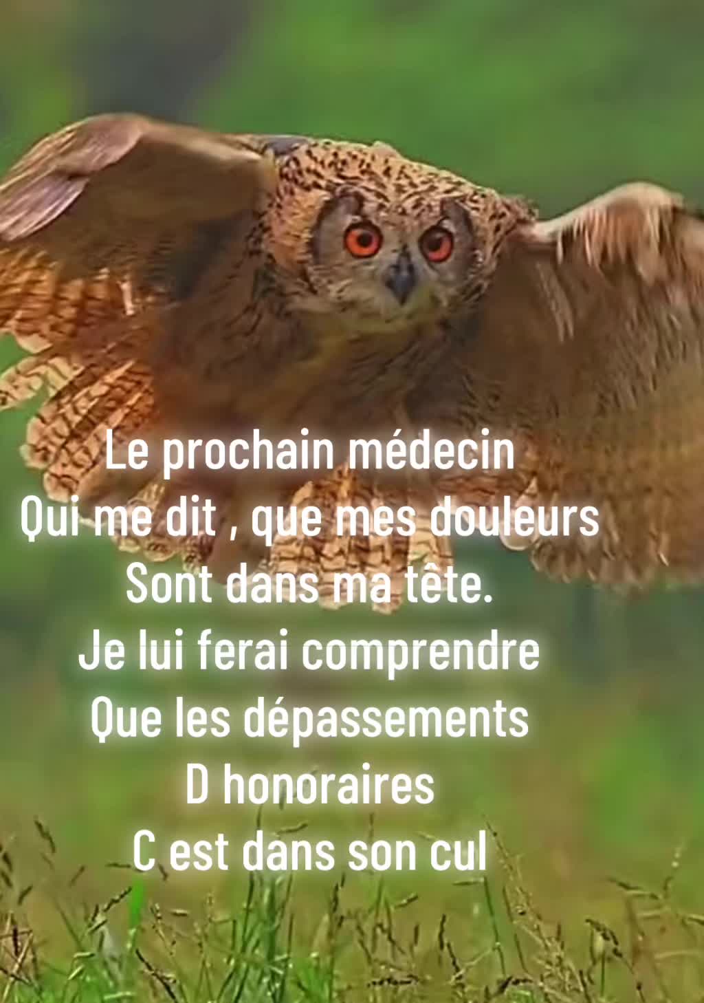 @hibou débrouillard