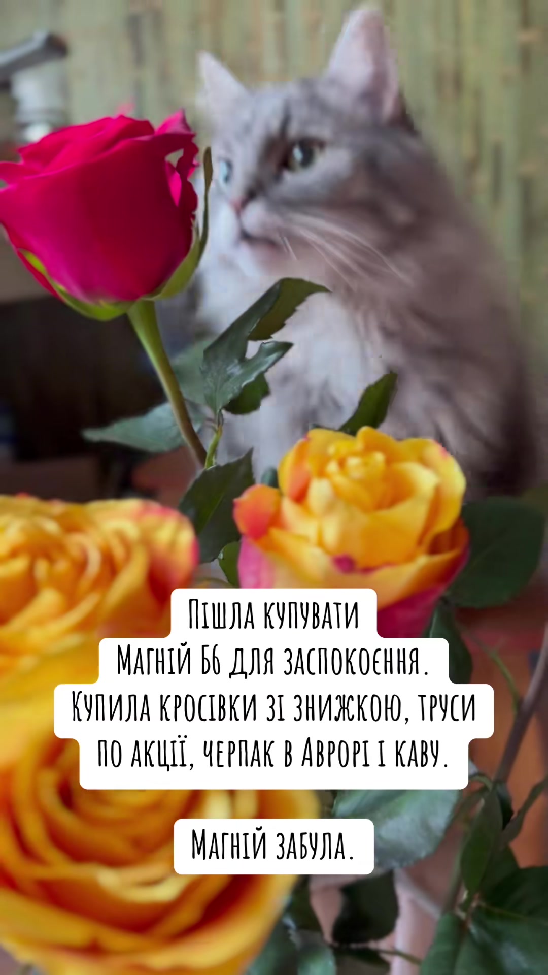 @timka.kit