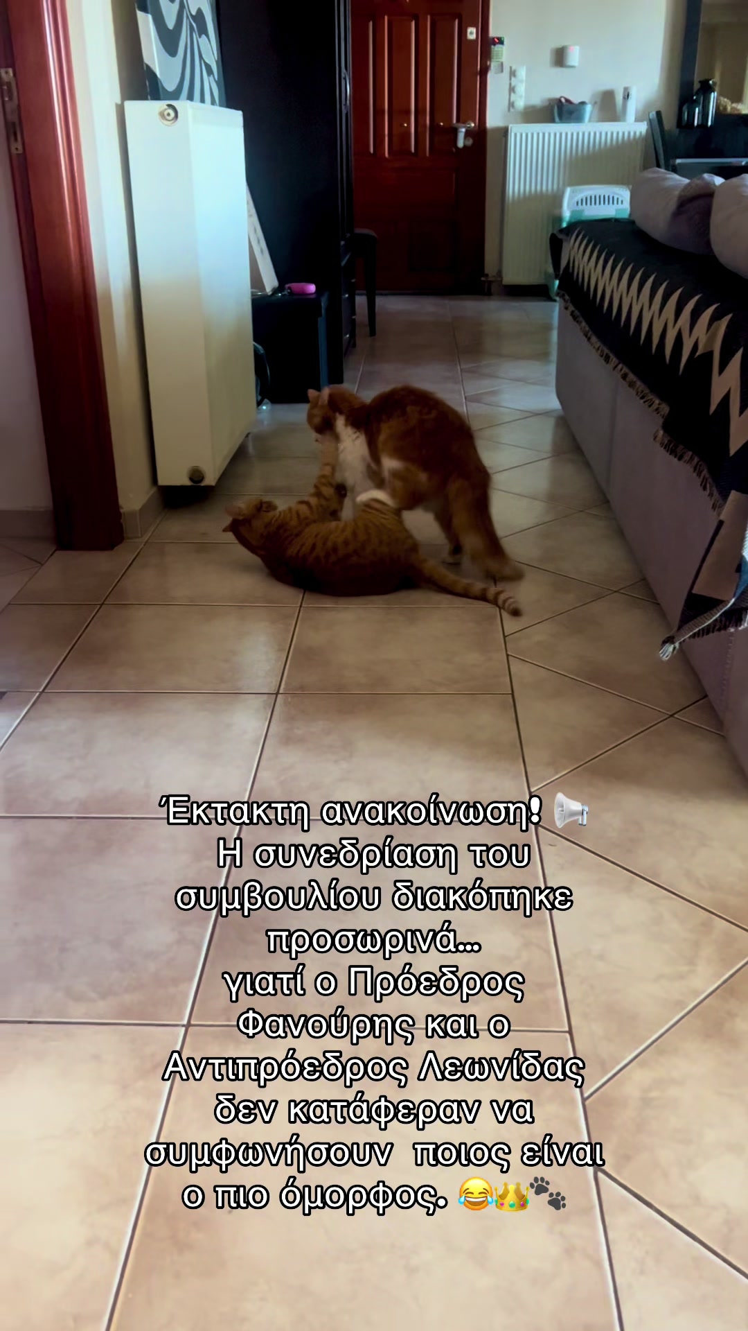 @Φανούρης ❤️🐈