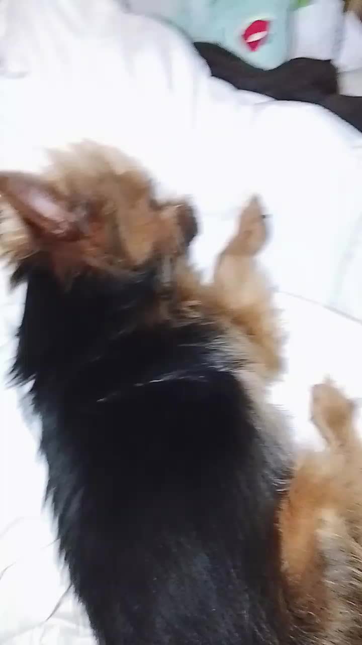 @petfamily4