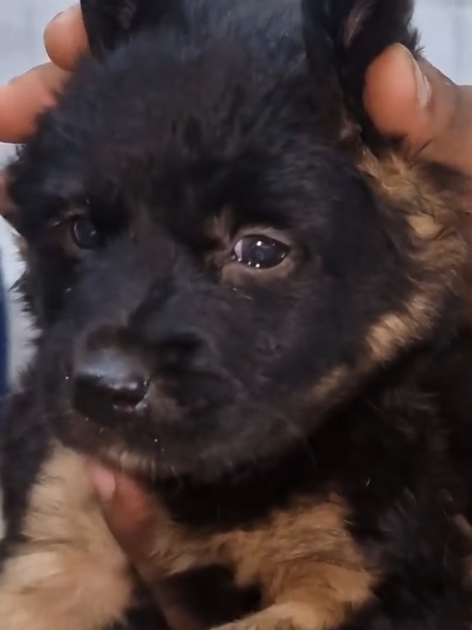 @Pet Lover