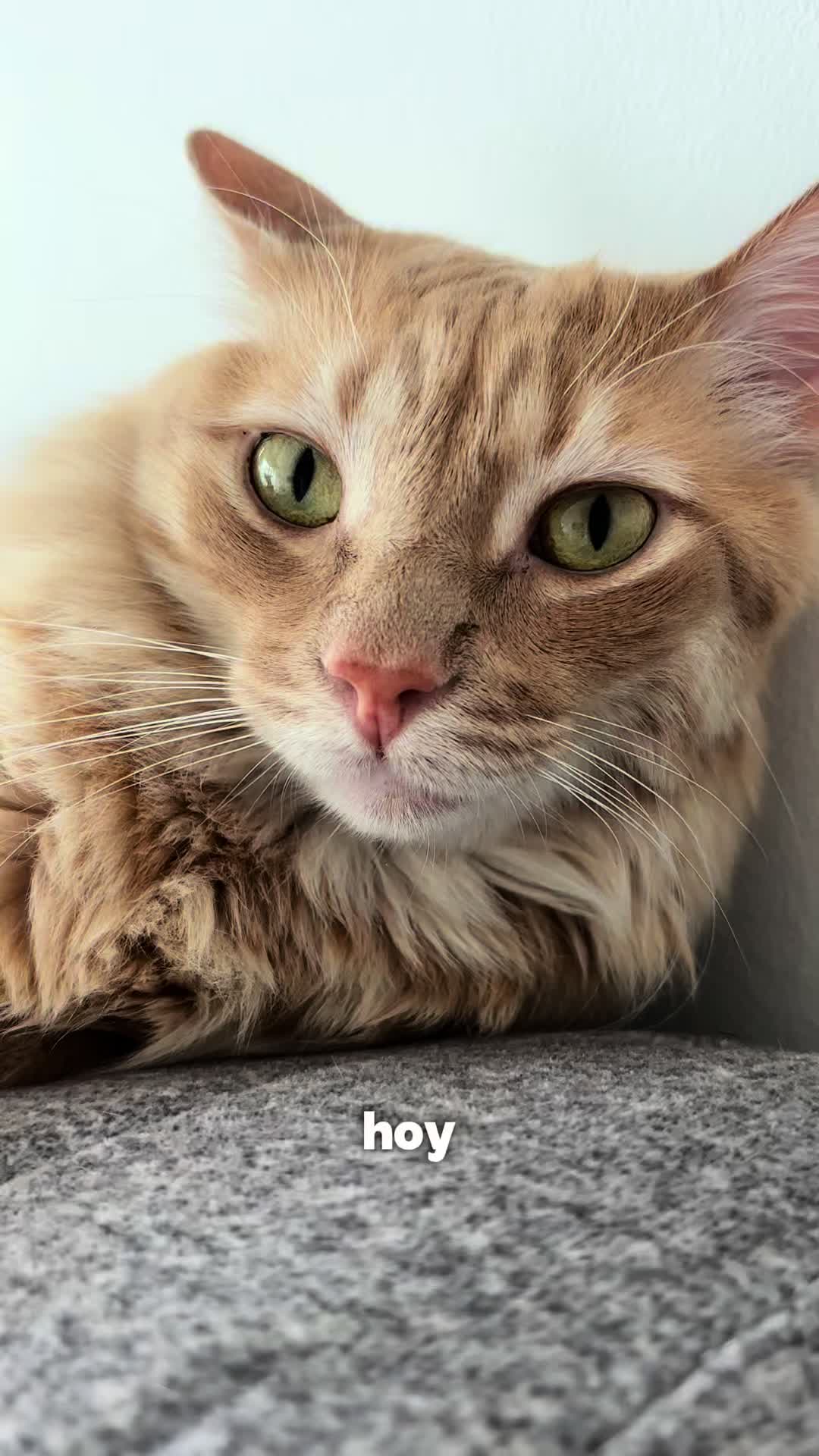 @- Alejandra  🐱💕