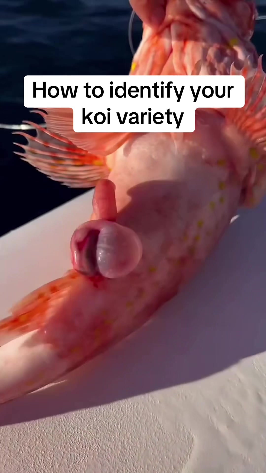 @Koi Competitions