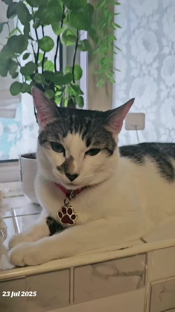 @cairo🐈