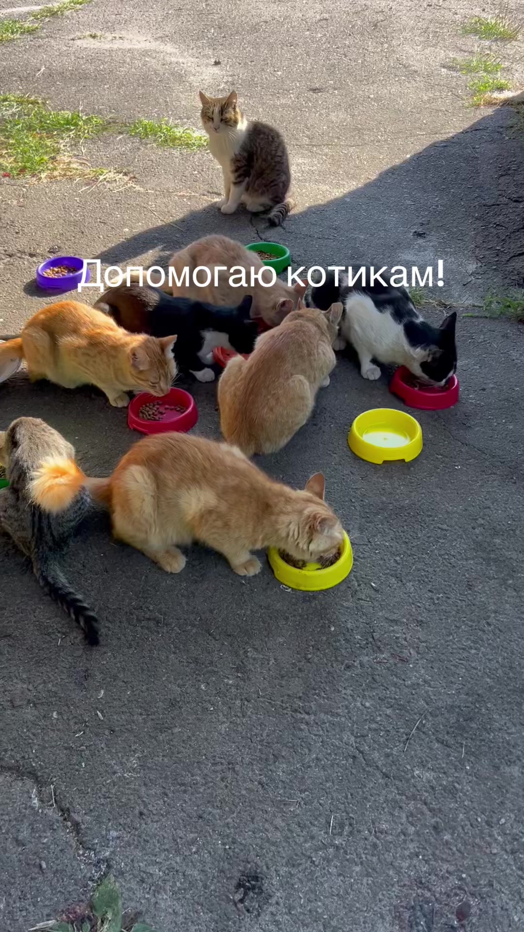 @Алиса