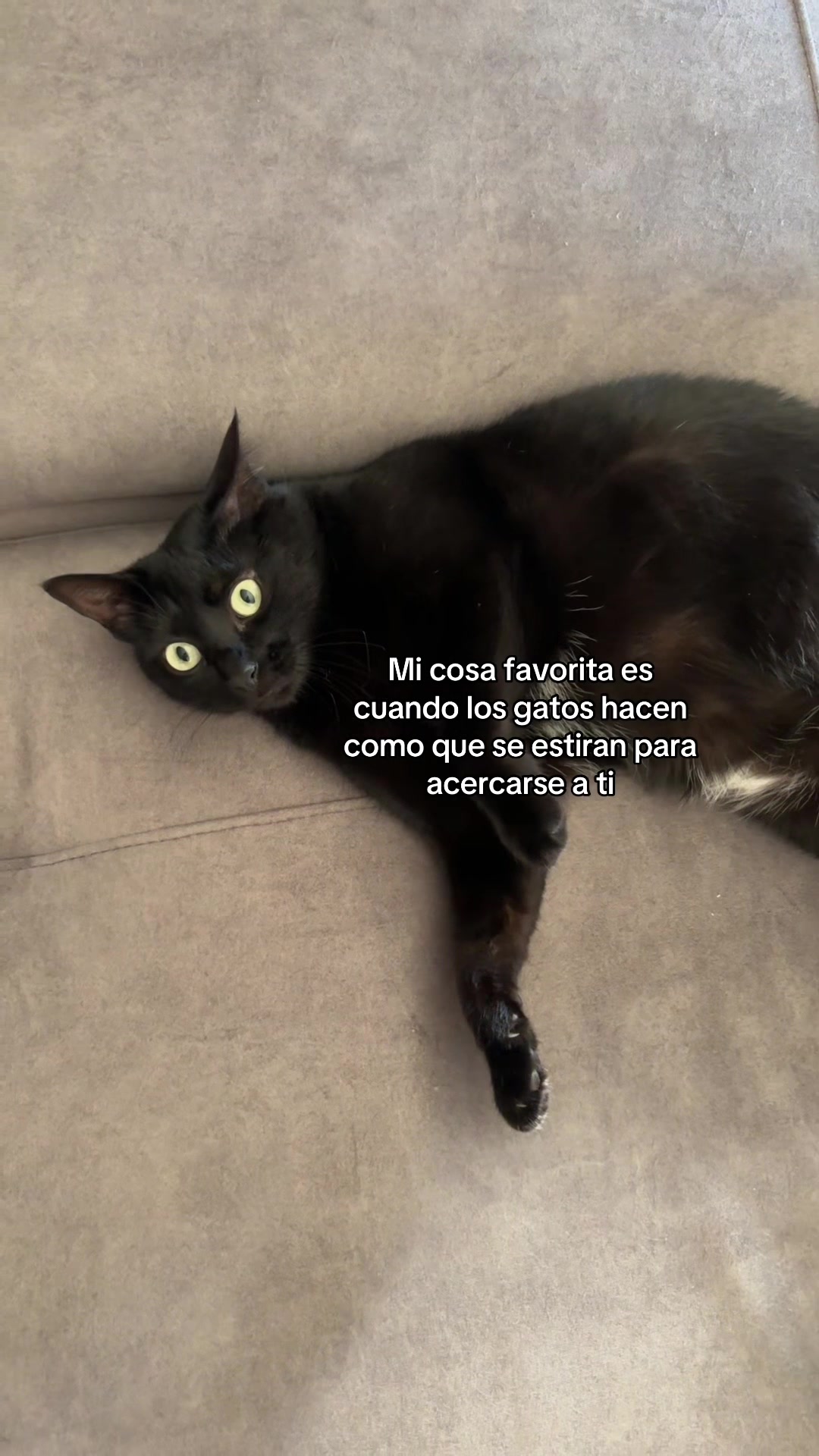 @BlackCatsMatter
