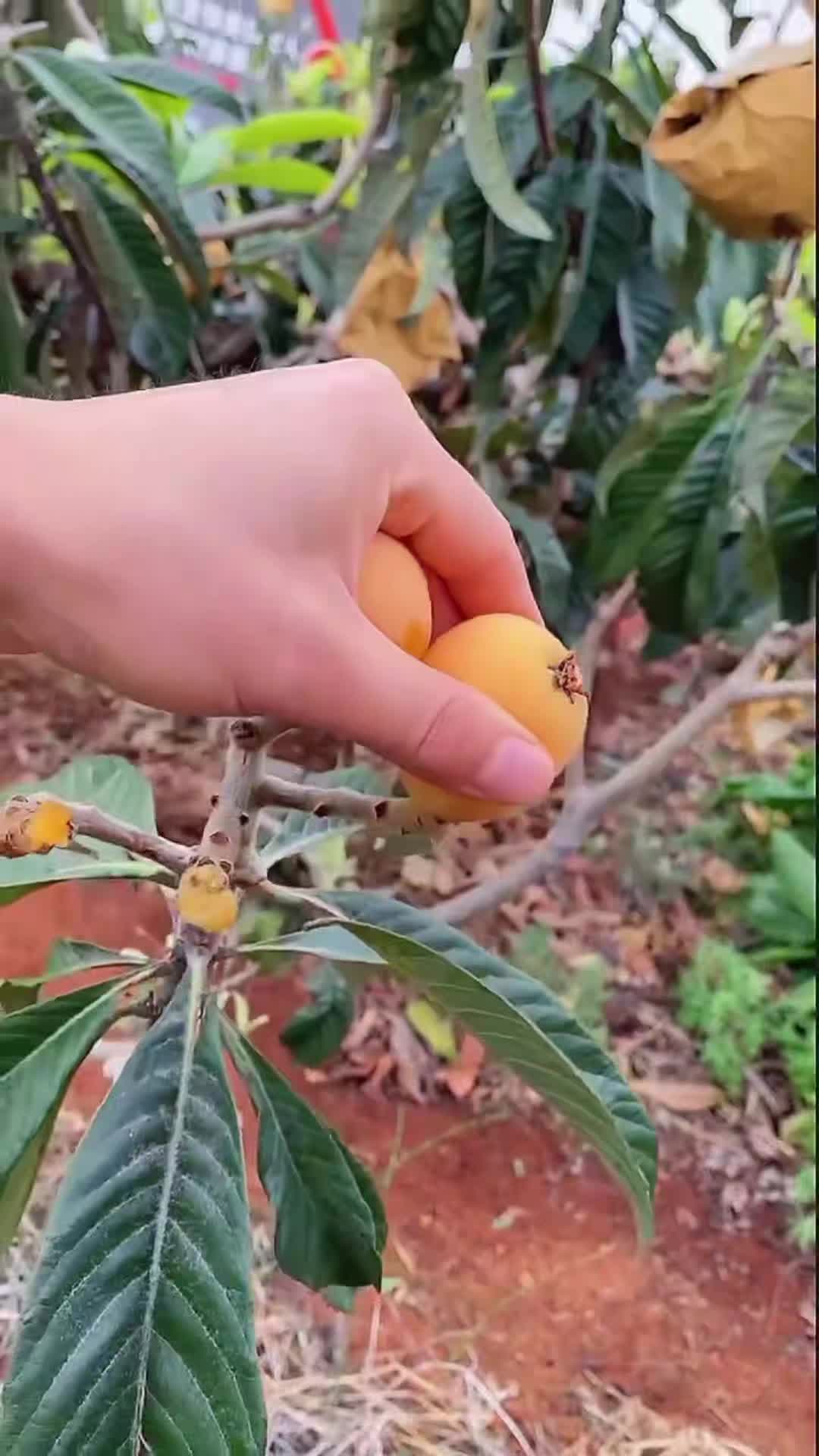 @Fruits🍑 Video