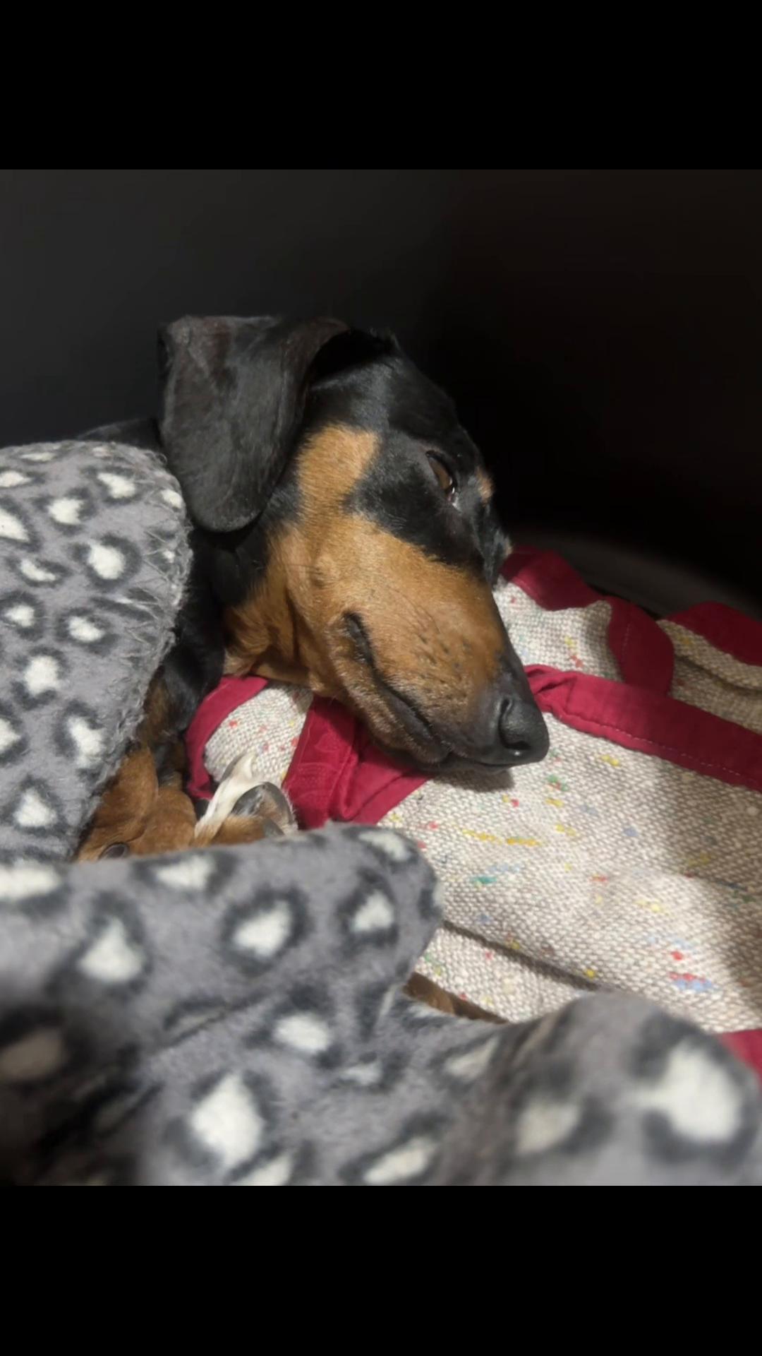 @The Dachshund House