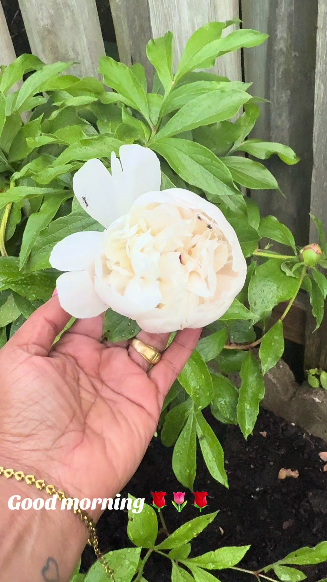 @R_Rupa