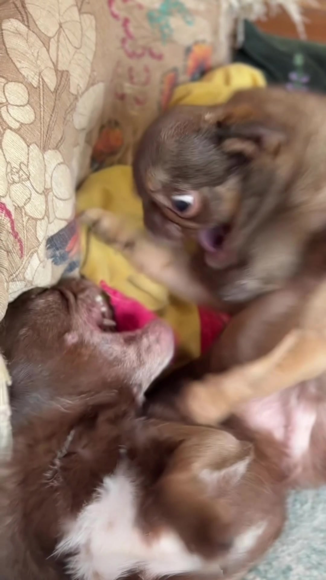 @ChilliThePug