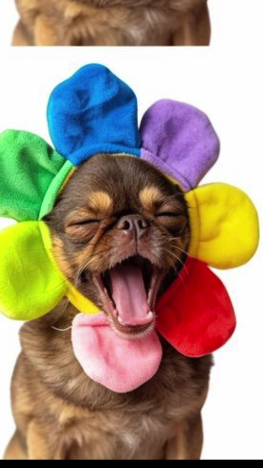 @ChilliThePug