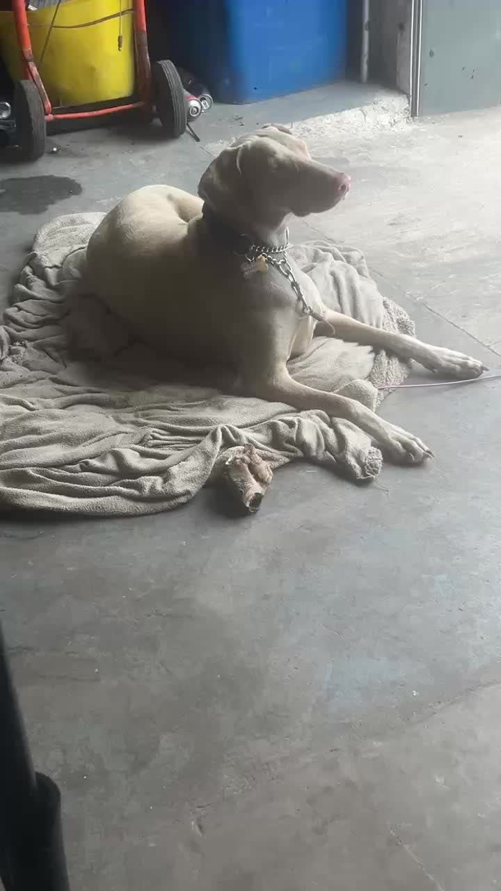 @certidogzuk