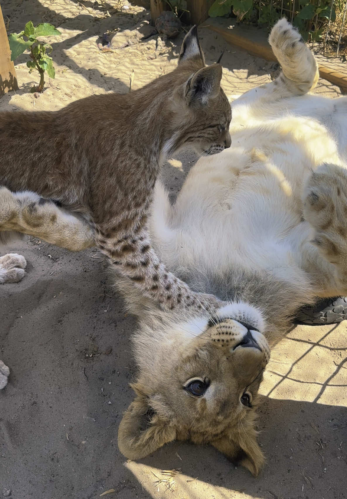@Safari Sammie