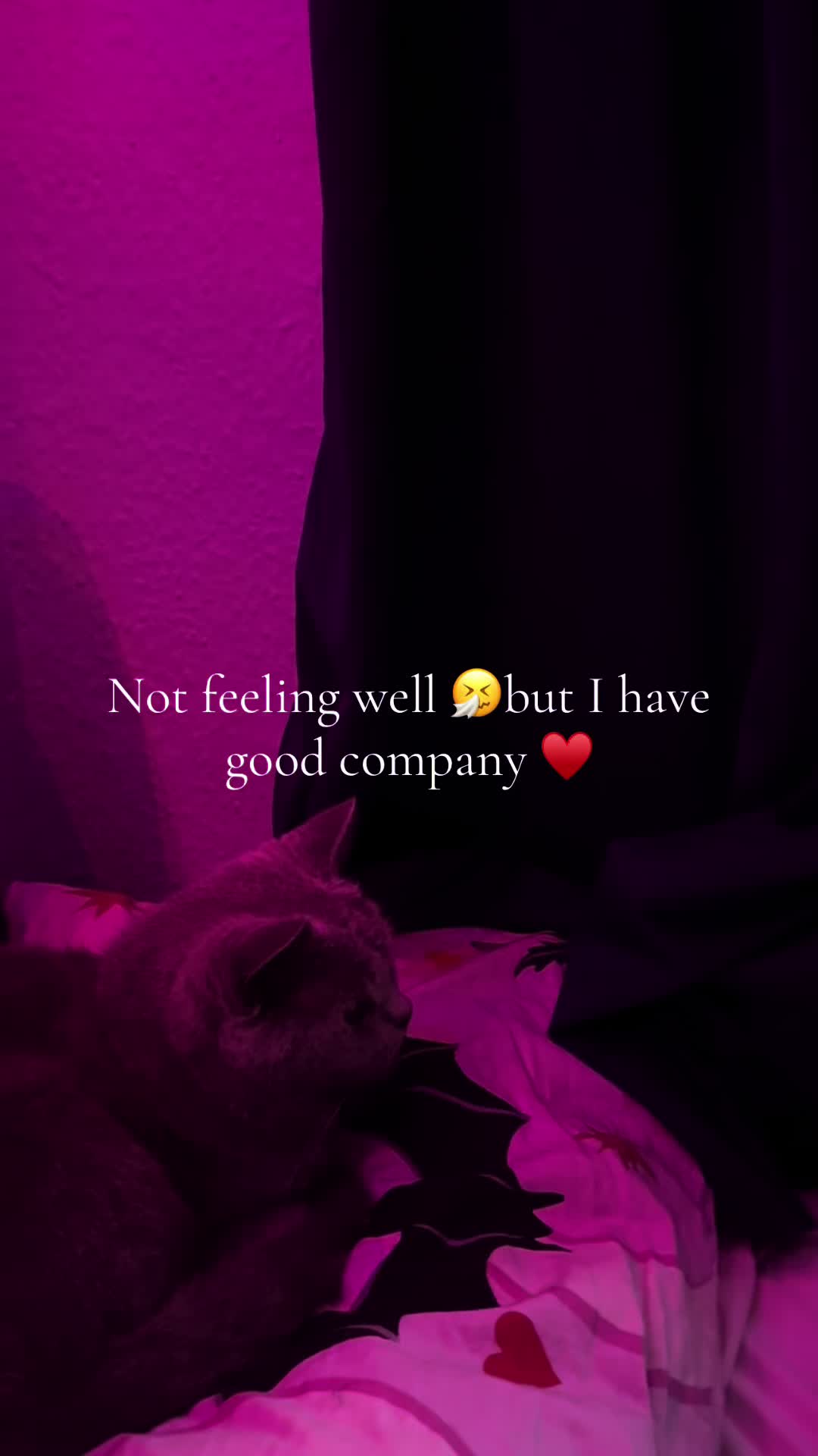 @9 cats and Nicola 🐾🐈🐈⬛🐾