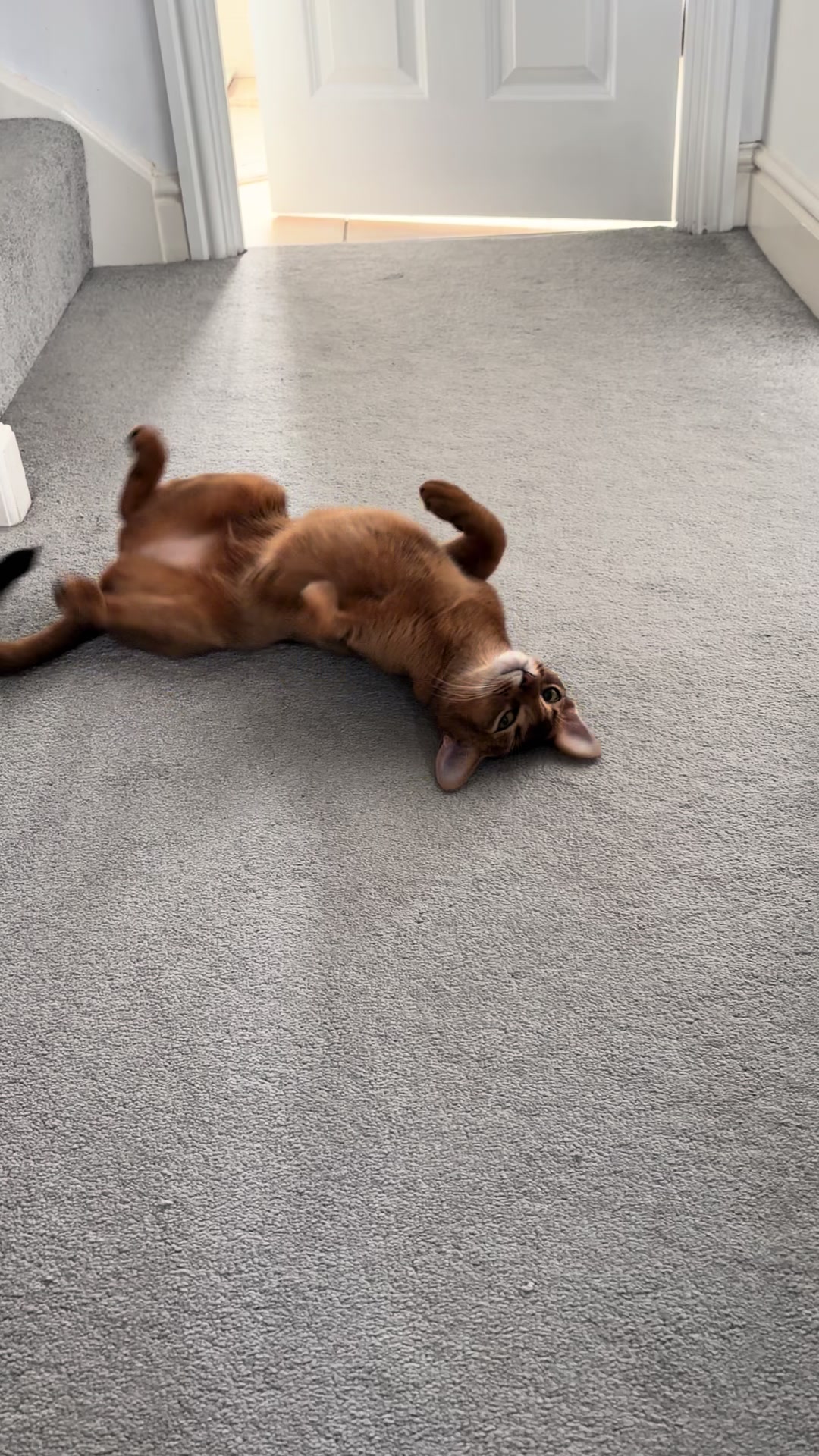 @Abyssinian cat UK