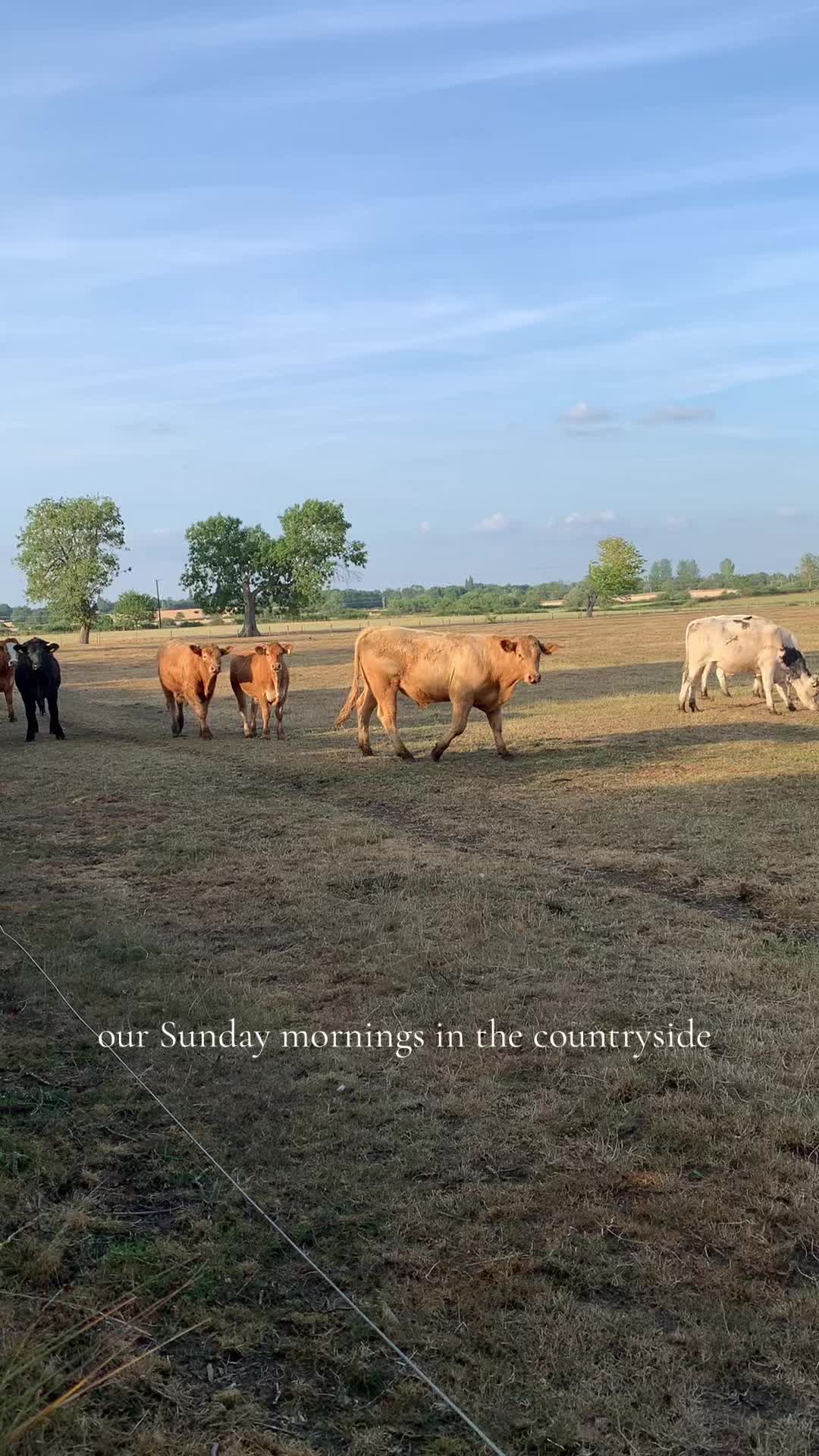 @countrydiaries