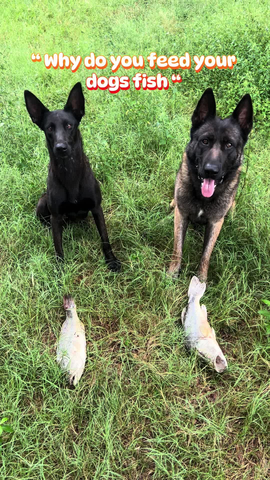 @Malinois Raptor