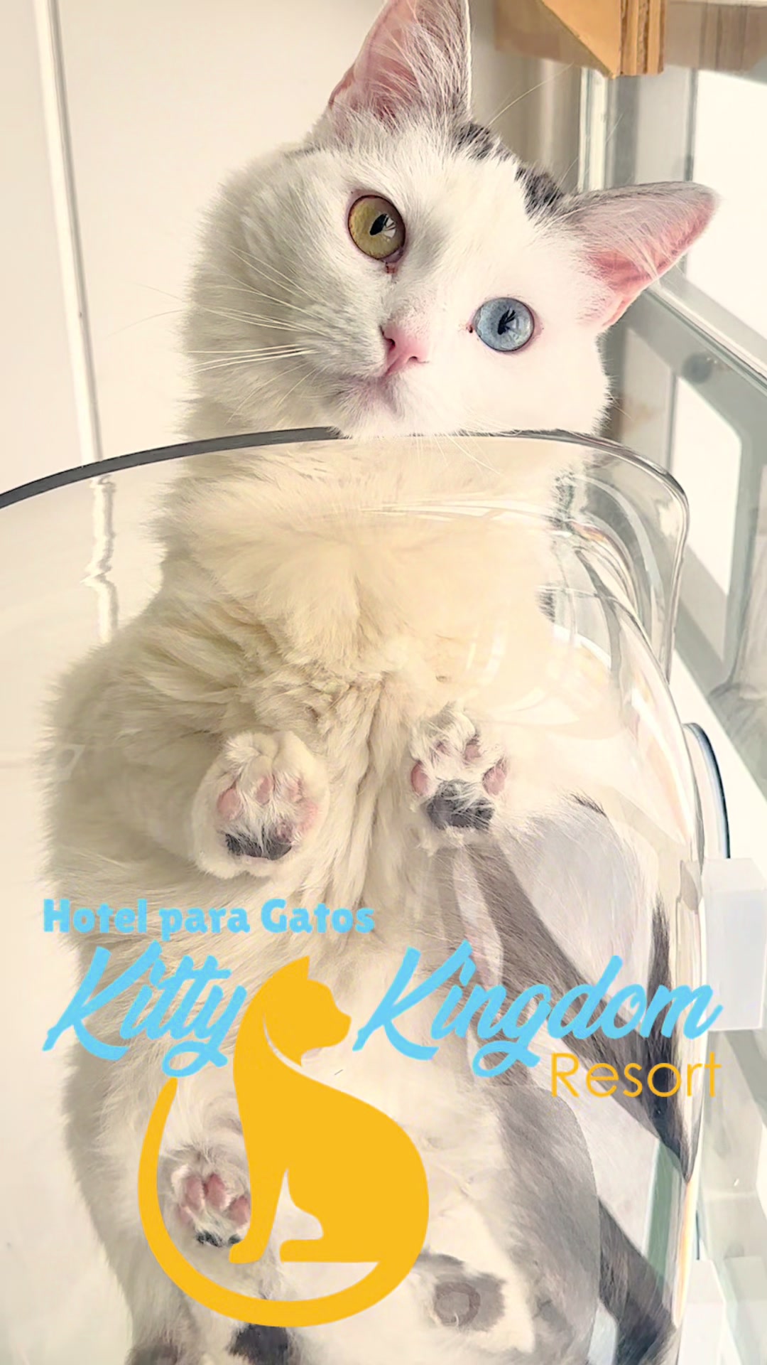 @Hotel Kitty kingdom Resort