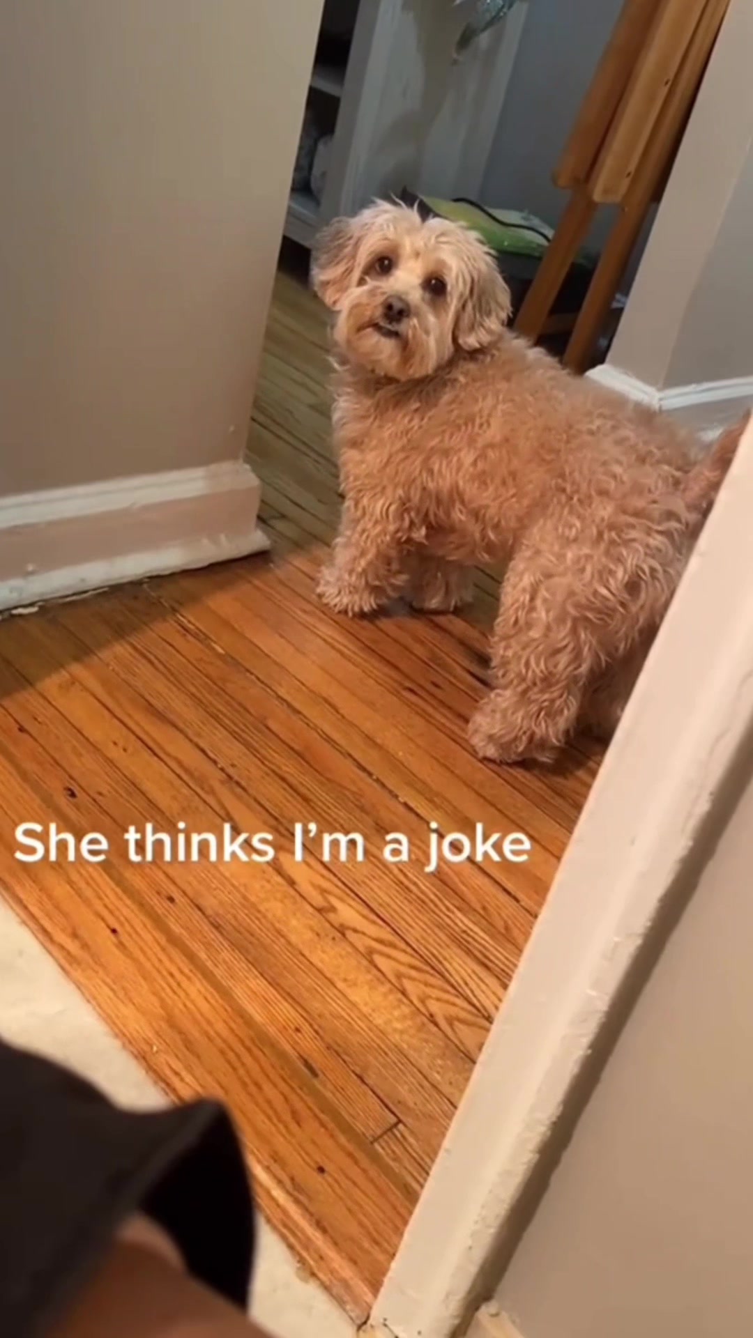 @FunnyAnimals