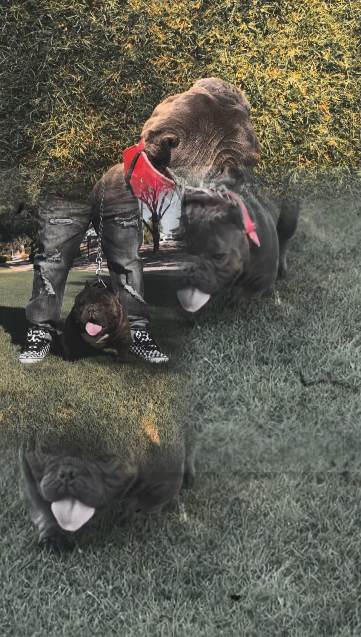 @Boxcitybullys