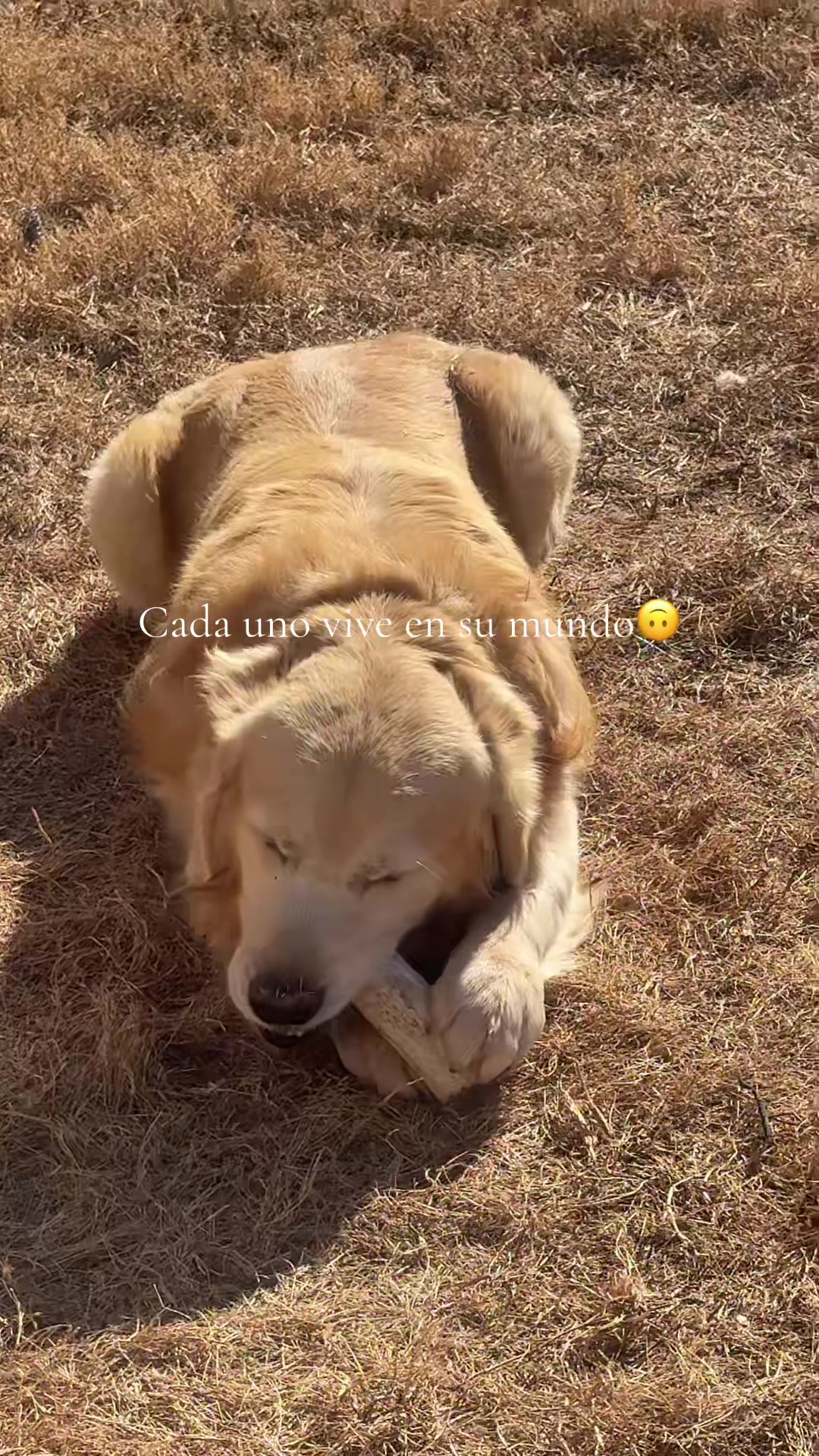 @Thebestgoldenlife