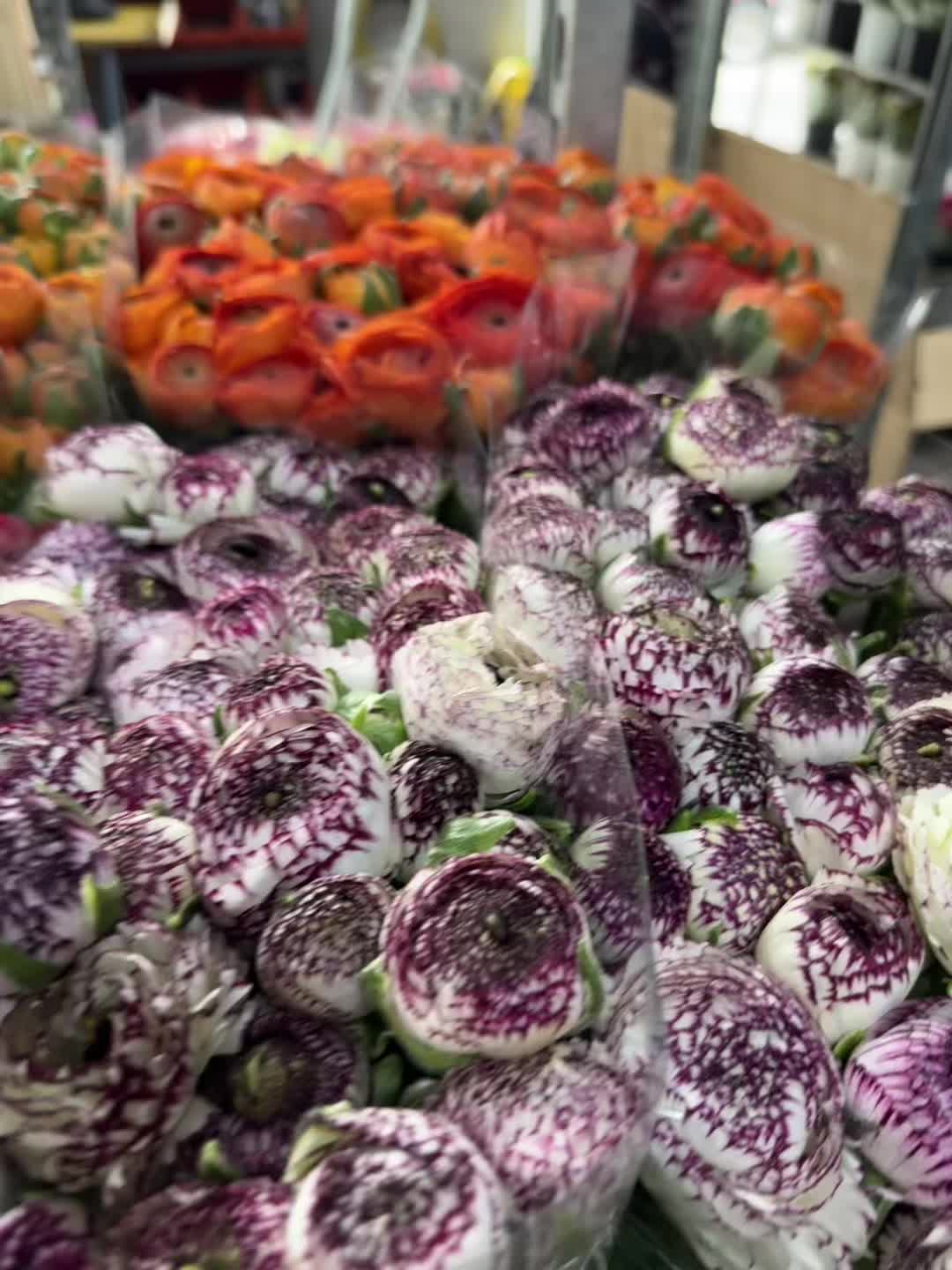 @Casconefiori