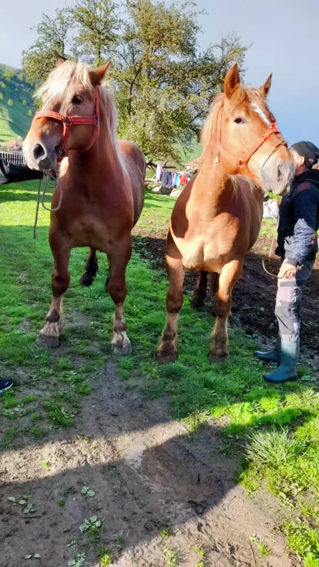 @Huni Bukuri 🇨🇭