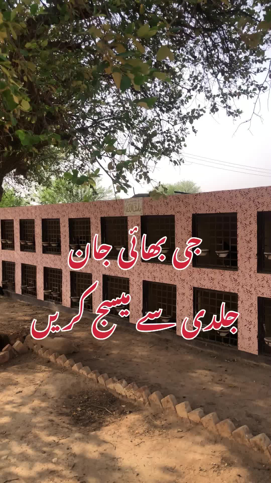 @Poultry Markaz