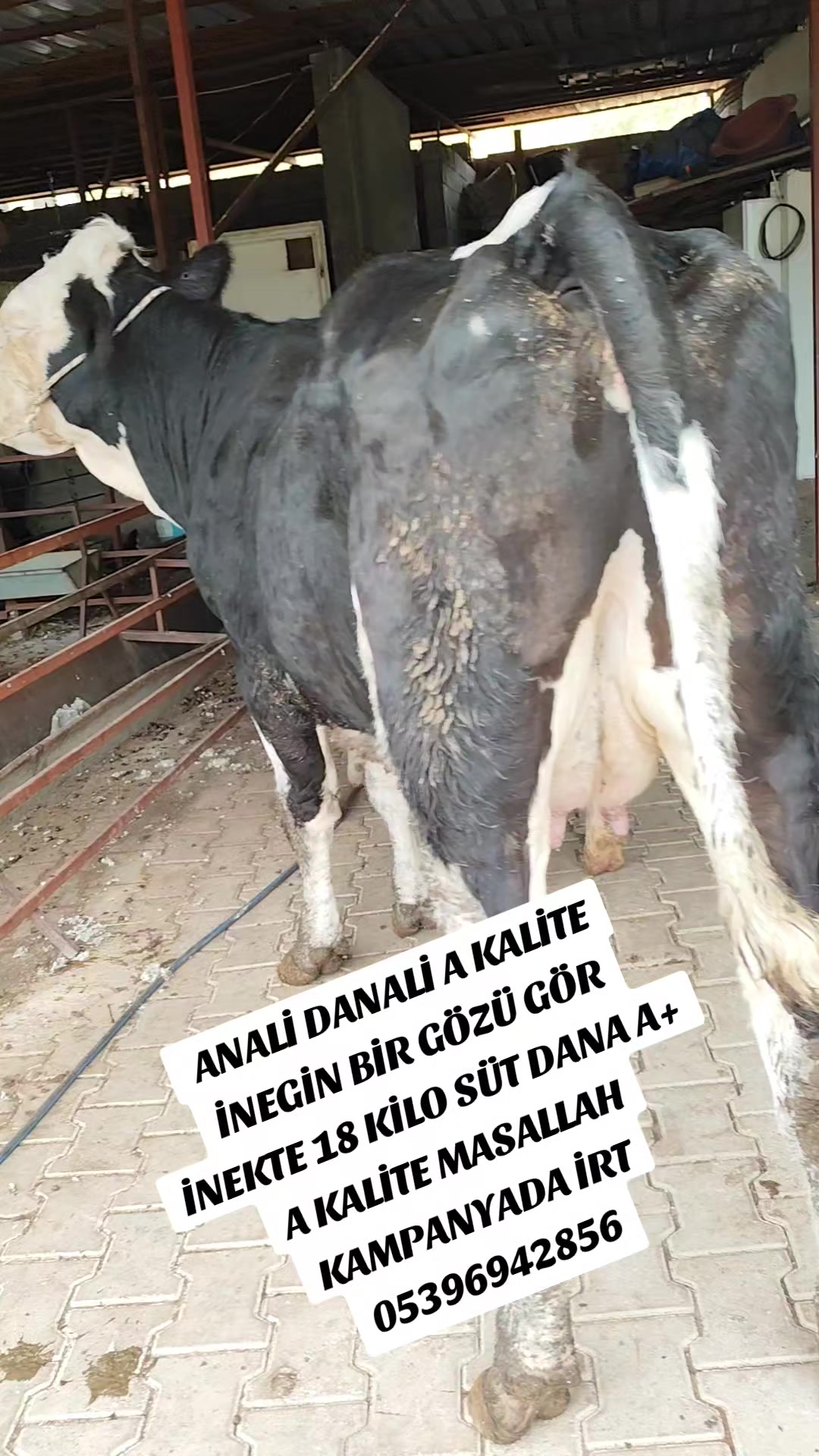 @ADAKCI CUMA