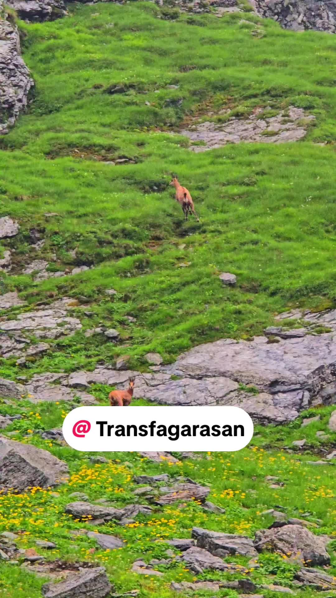 @Viața Satului Bihorean🌏