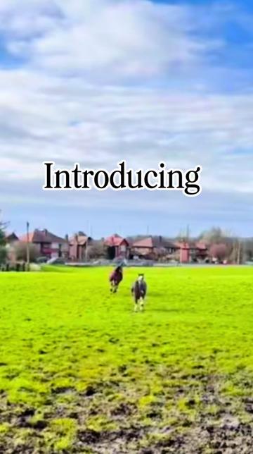 @RibbleValleyHorseRugs ®️