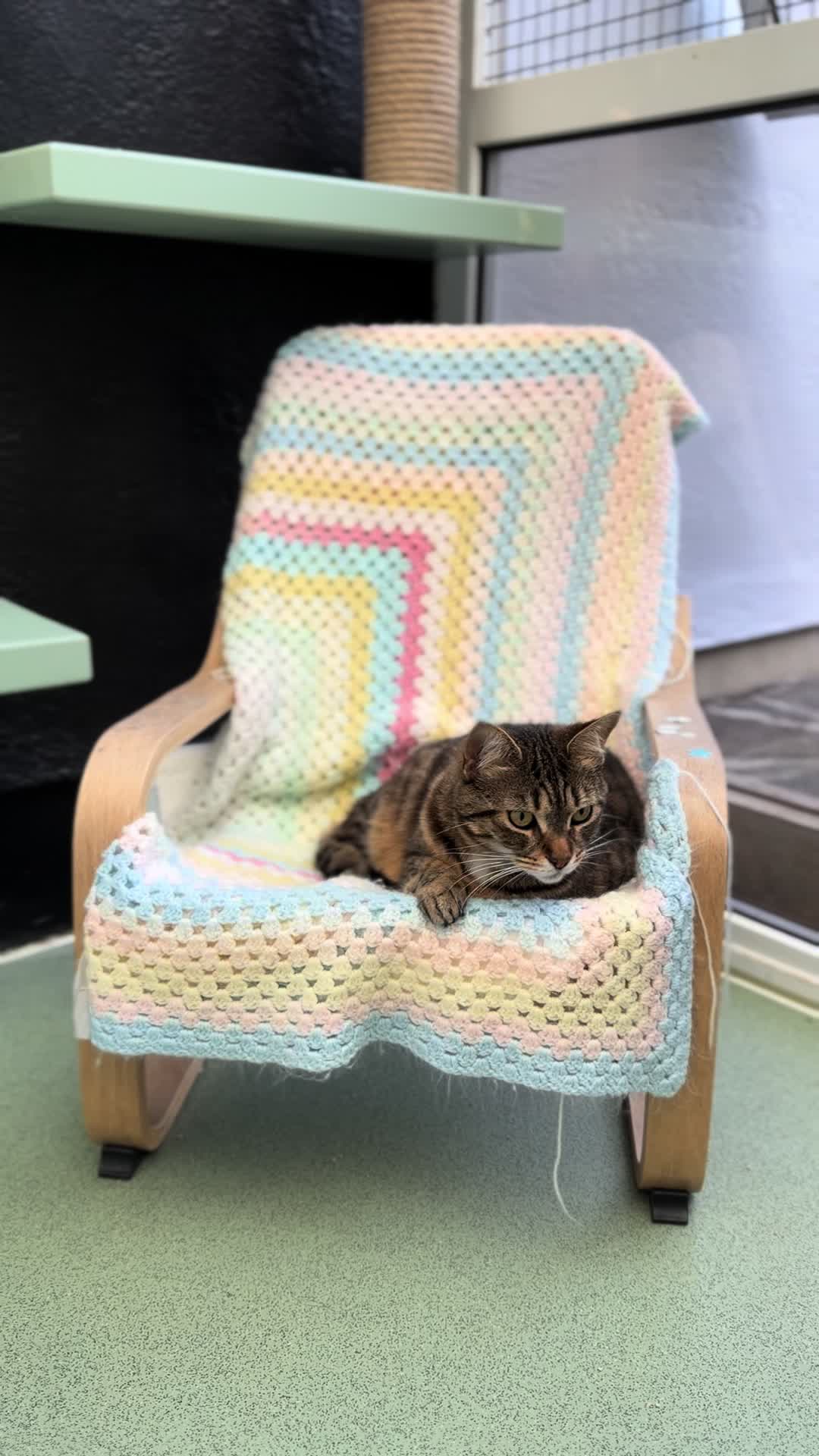 @Herongate Village Cattery