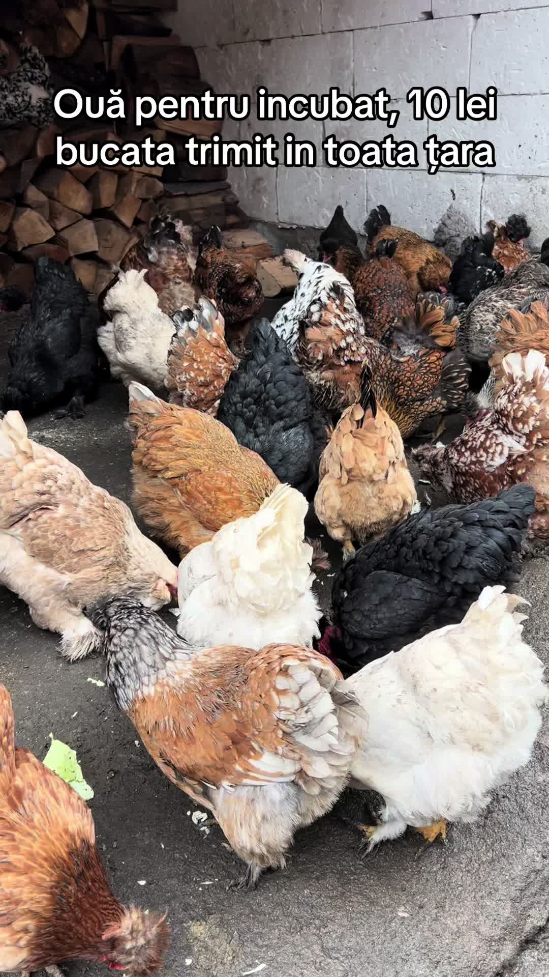@Găini Moțate Românești
